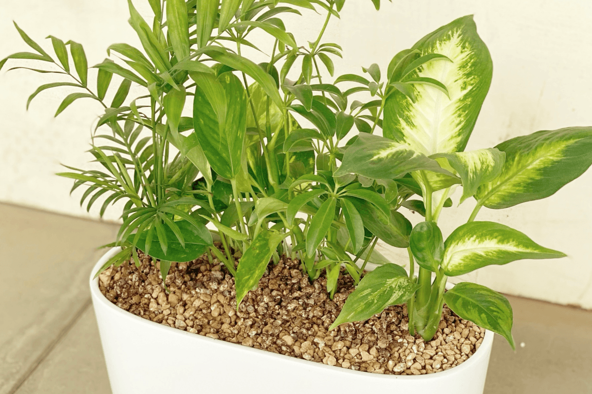 캐비넷 플랜트박스