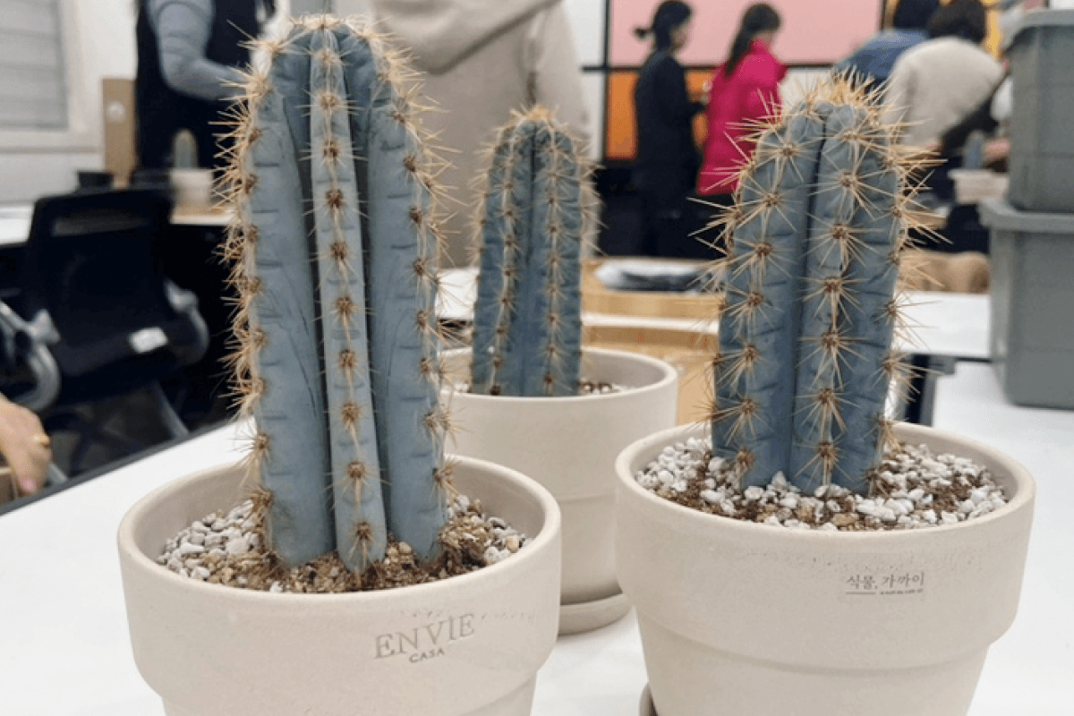 선인장 다육화분