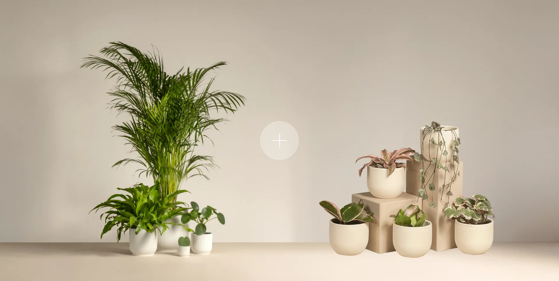 기존 식물과 함께 구독 추가 구성